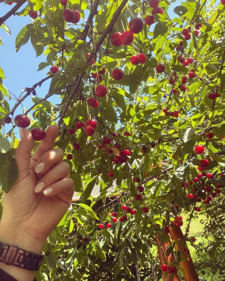 Green House Gura Rîului Εξωτερικό φωτογραφία