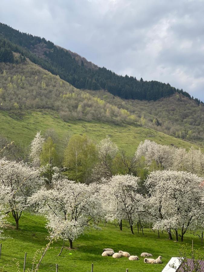 Green House Gura Rîului Εξωτερικό φωτογραφία